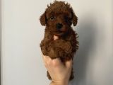 Aşılı Pasaportlu Poodle Bebekler