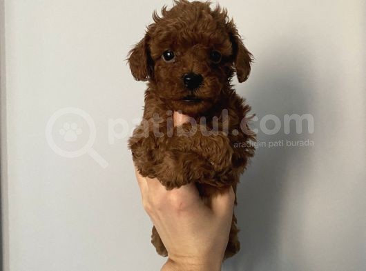 Aşılı Pasaportlu Poodle Bebekler görsel