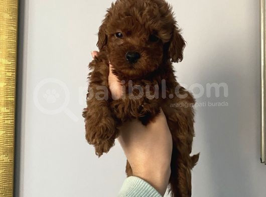 Ev Doğumlu Poodle Bebeklerimiz