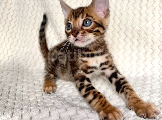 Bengal Kedileri 2 Aylık Rezervasyona Acıldı ! görsel