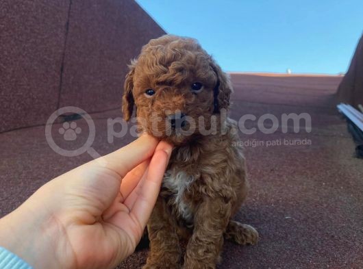 Red Brown Toy Poodle Yavrular görsel