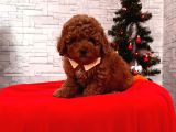 Safkan Toy Poodle Yavrular