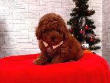Safkan Toy Poodle Yavrular