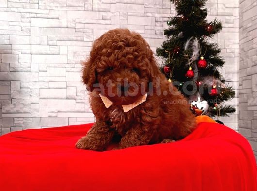 Safkan Toy Poodle Yavrular görsel
