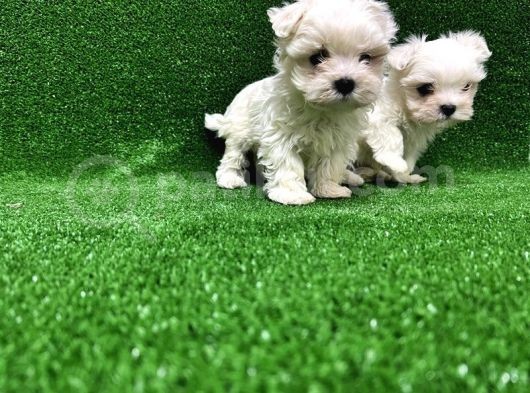 Maltese Terri̇er Yavrusu görsel