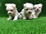 Maltese Terri̇er Yavrusu