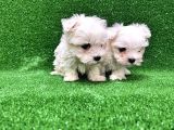Maltese Terri̇er Yavrusu