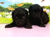 Resmi̇ Üreti̇ci̇den Si̇yah Toy Poodle Yavrular