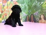 Si̇yah Toy Poodle Yavrular