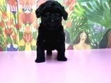 Si̇yah Toy Poodle Yavrular