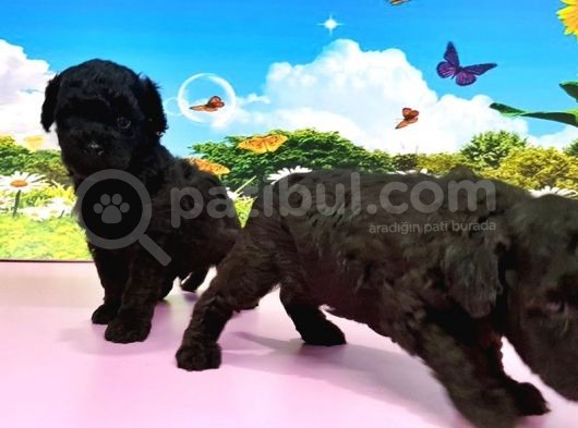 Resmi̇ Üreti̇ci̇den Si̇yah Toy Poodle Yavrular görsel