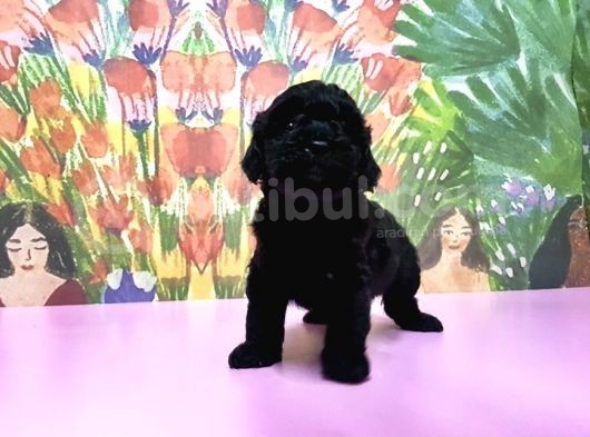 Si̇yah Toy Poodle Yavrular görsel