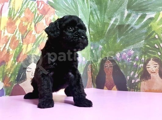 Si̇yah Toy Poodle Yavrular görsel