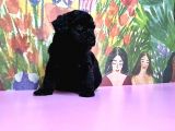 Si̇yah Toy Poodle Yavrular