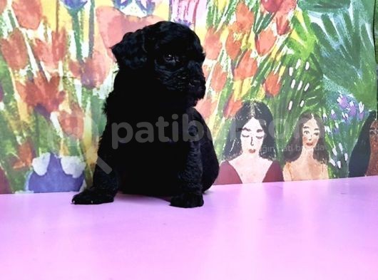 Si̇yah Toy Poodle Yavrular görsel