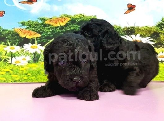 Resmi̇ Üreti̇ci̇den Si̇yah Toy Poodle Yavrular görsel