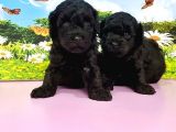 Resmi̇ Üreti̇ci̇den Si̇yah Toy Poodle Yavrular