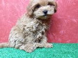 GÜZELLER GÜZELİ ORJİNAL MALTİPOO DİŞİ YAVRULARIMIZ