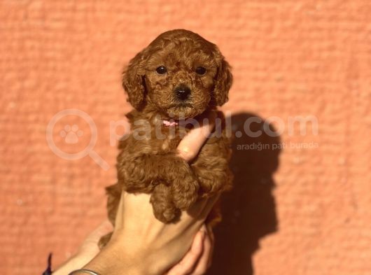 Mini Boy Orjinal Poodle Yavrular görsel