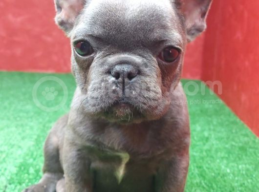 Güzeller Güzeli̇ Di̇şi̇ French Bulldog Blue Yavrumuz görsel