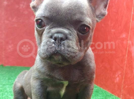 Güzeller Güzeli̇ Di̇şi̇ French Bulldog Blue Yavrumuz görsel