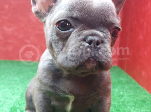 Güzeller Güzeli̇ Di̇şi̇ French Bulldog Blue Yavrumuz görsel