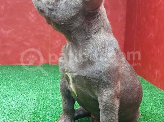 Güzeller Güzeli̇ Di̇şi̇ French Bulldog Blue Yavrumuz görsel
