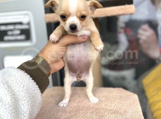 Teacup Di̇şi̇ Chihuahua görsel