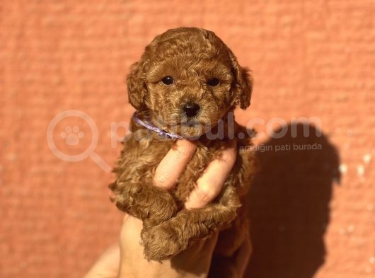Mini Boy Orjinal Poodle Yavrular