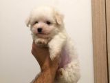 Maltesse Terrier Cinsi Güzel Yavrular 