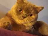 British Shorthair Lilac