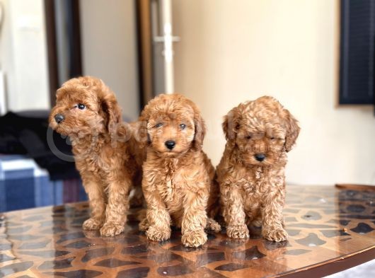 Her Renk Her Boy Toy Poodle Yavrulari görsel