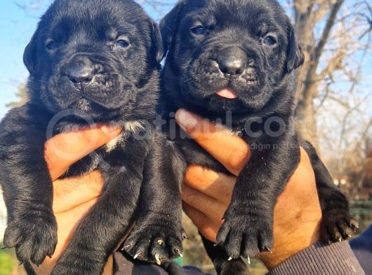 Cane Corsa Yavrular