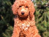 RED DİŞİ TOY POODLE