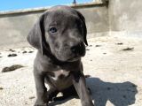 Cane Corsa Yavrular