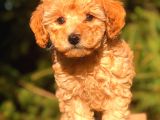Toy Poodle Yavrumuz