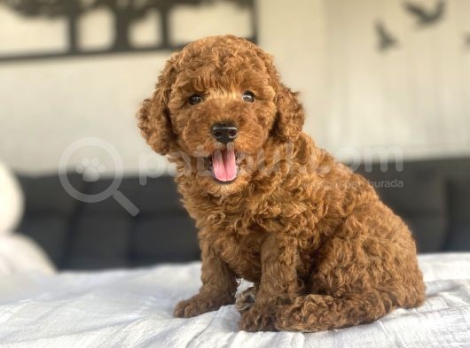 Safkan Red Brown Toy Poodle Bebekler görsel