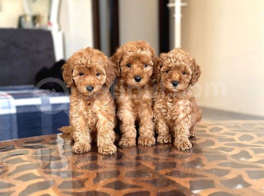 Her Renk Her Boy Toy Poodle Yavrulari