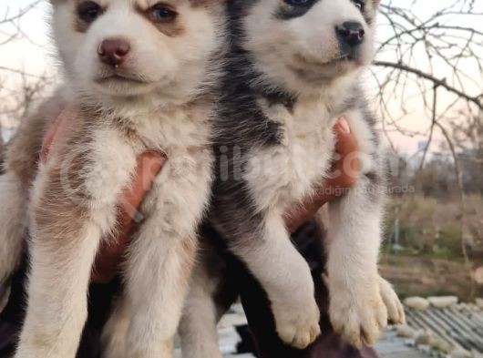 Husky Yavrular görsel
