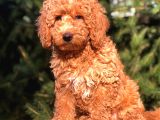 Red Di̇şi̇ Toy Poodle