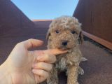 Muhteşem Kalite Poodle Bebeklerimiz