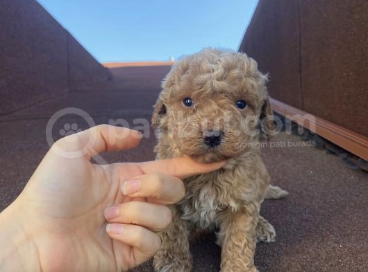 Muhteşem Kalite Poodle Bebeklerimiz görsel