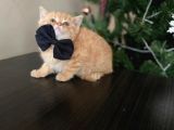 Golden Ticket Britishshorthair