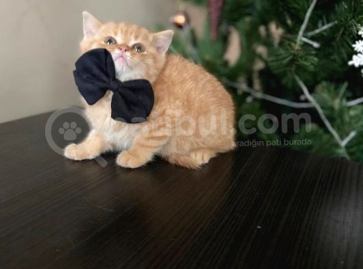 Golden Ticket Britishshorthair görsel