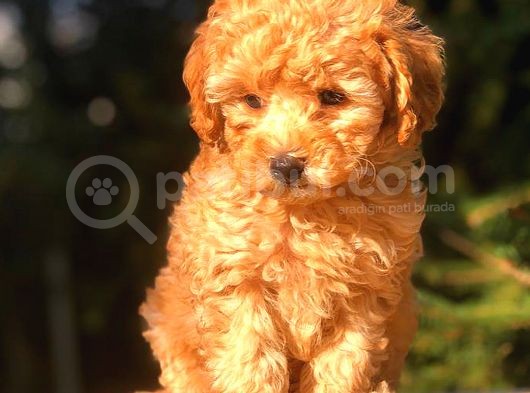 Toy Poodle Yavrumuz görsel