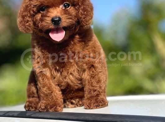 Mini Boy Sevimli Poodle Bebekler görsel