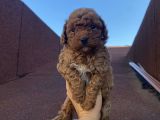 Muhteşem Kalite Poodle Bebeklerimiz