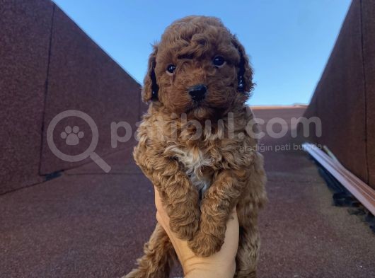 Muhteşem Kalite Poodle Bebeklerimiz görsel