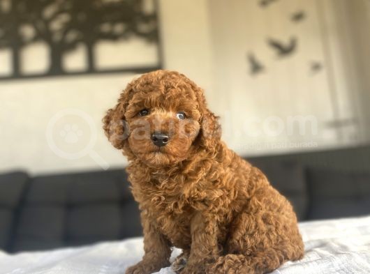 Safkan Red Brown Toy Poodle Bebekler görsel