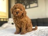 Safkan Red Brown Toy Poodle Bebekler